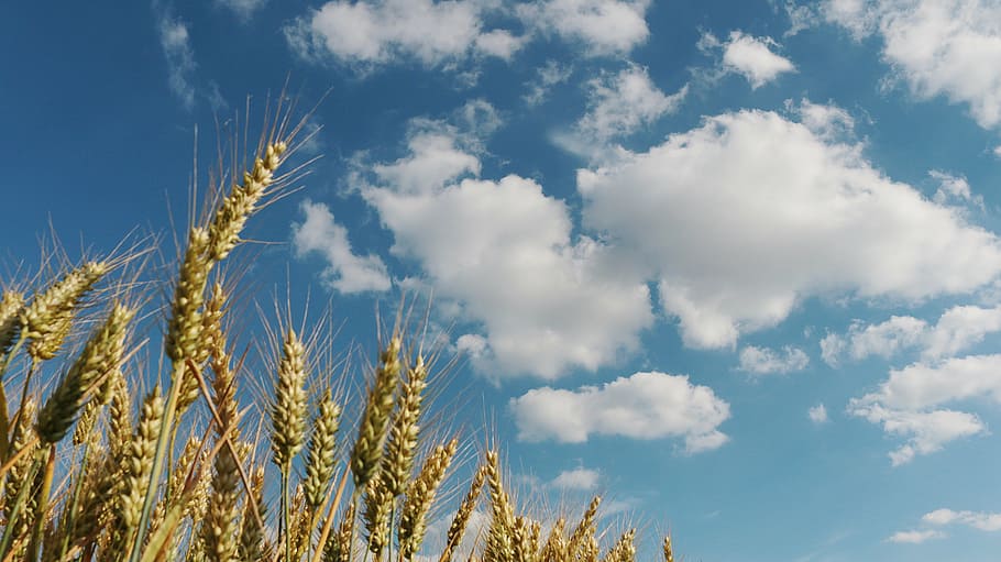 hay field under blue and white sky during daytime, cornfield HD wallpaper