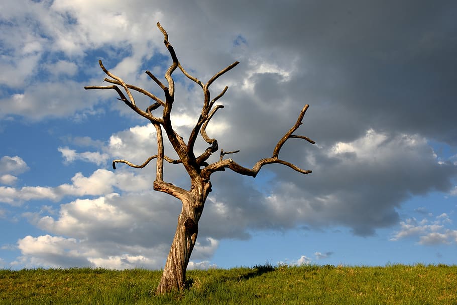 withered tree on ground, tree skeleton, clouds, meadow, grass HD wallpaper