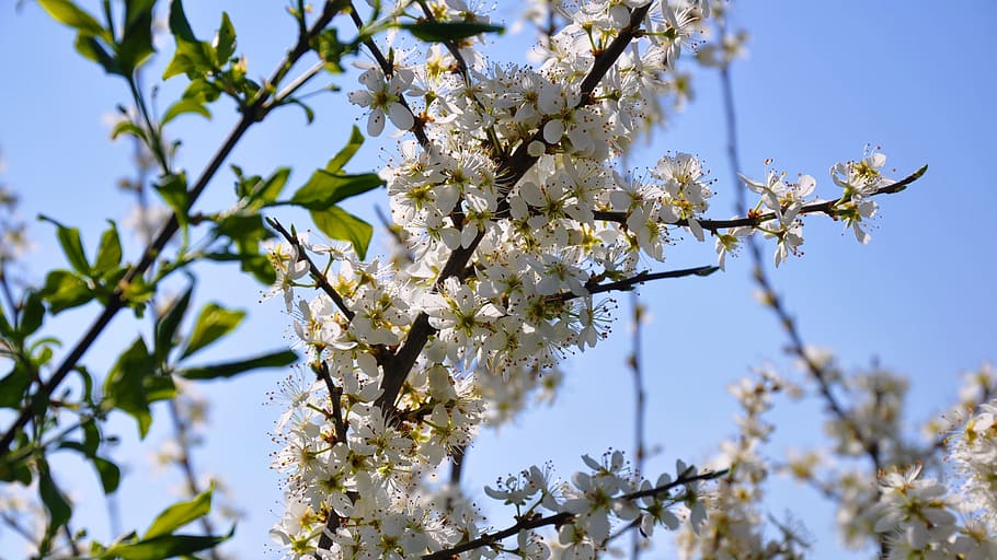 Spring, Sunlight, Flower, Nature, wood flower, tree, sky, low angle view HD wallpaper