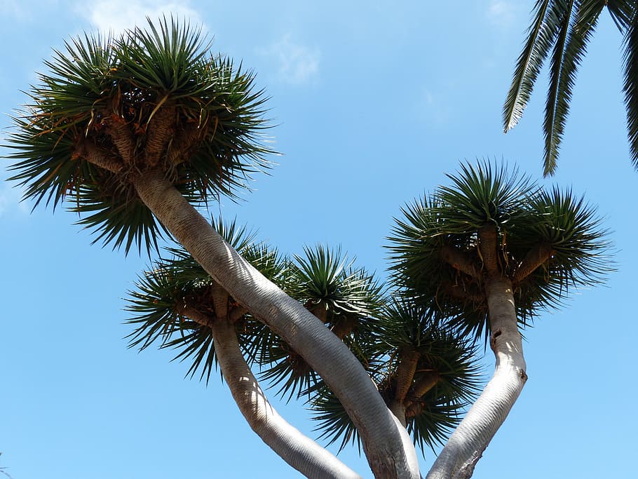 tree, crown, prickly, tree tann, palm, canary island dragon tree HD wallpaper