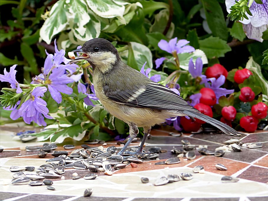 Bird, Tit, Parus Major, young, foraging, garden, animal, nature HD wallpaper