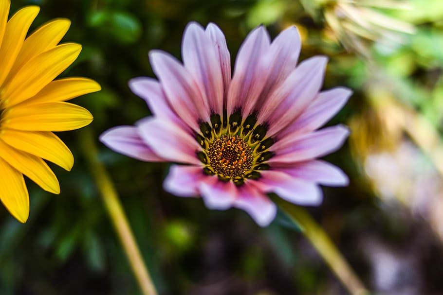 flower beautiful, linda flower, petals pink, spring, gérbela beautiful, HD wallpaper