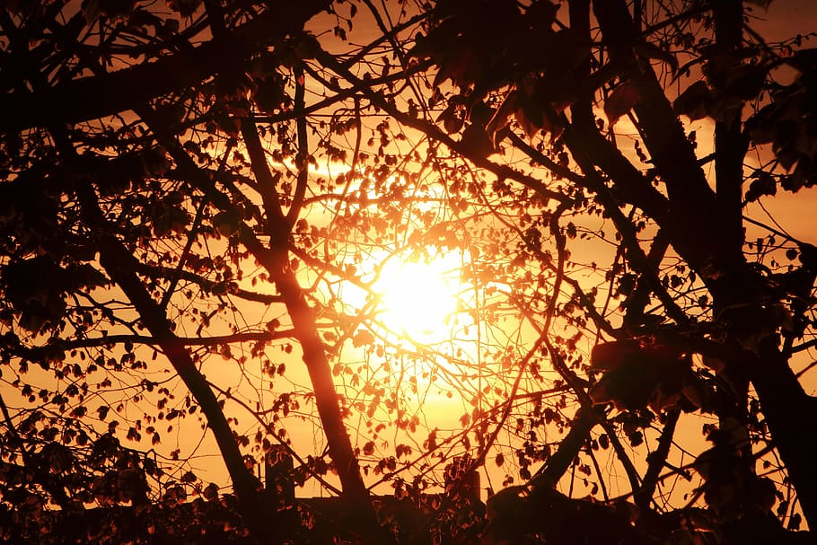 sun, trees, sunset, silhouette, sky, sunlight, plant, beauty in nature HD wallpaper