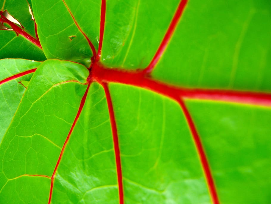 Leaf, Exotic, Flora, Tree, Dominican, republic, green, red HD wallpaper