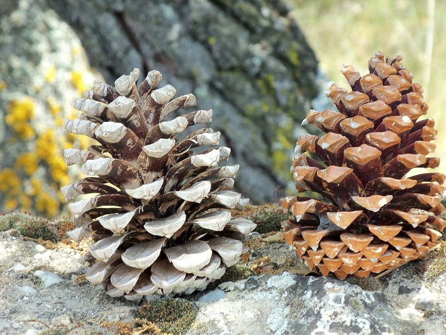 it naturalizes, pineapples, landscape, pine cone, nature, day HD wallpaper