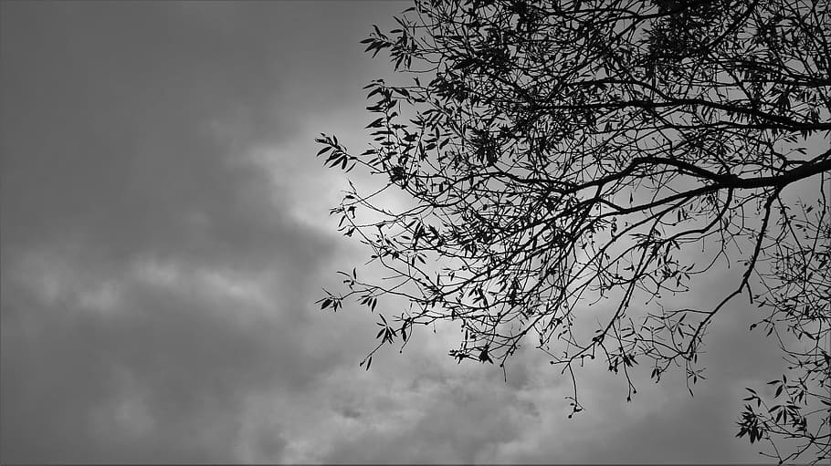 tree under cloudy sky during daytime, wood, trees, plants, nature, HD wallpaper