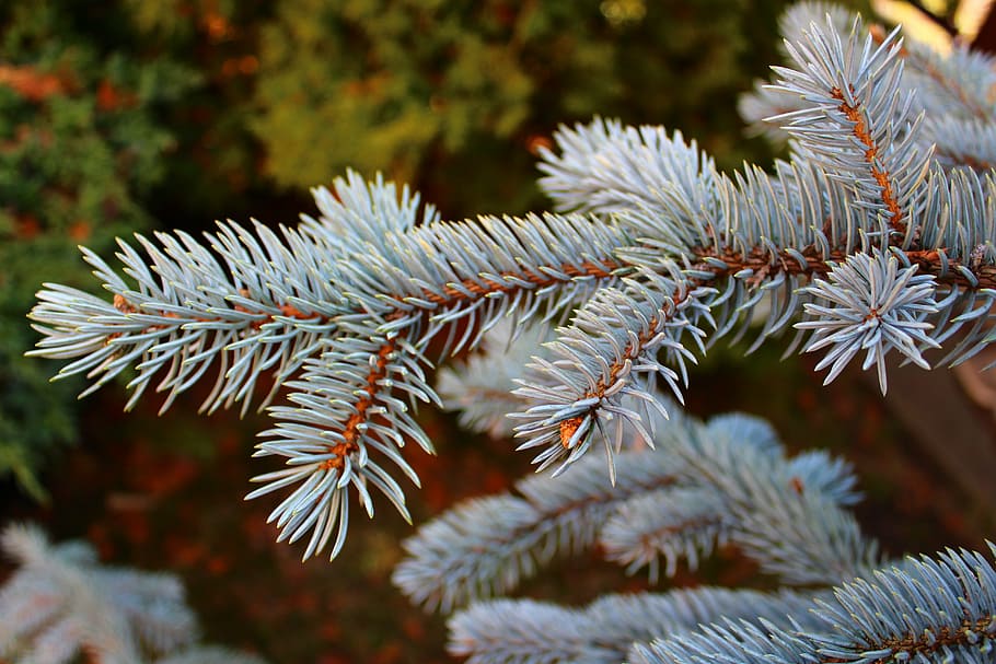 nature, spring, forest, plant, silver, color, green, pine-needle HD wallpaper
