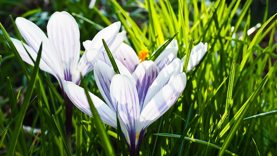 crocus, spring, flower, blossom, bloom, spring flower, meadow, HD wallpaper