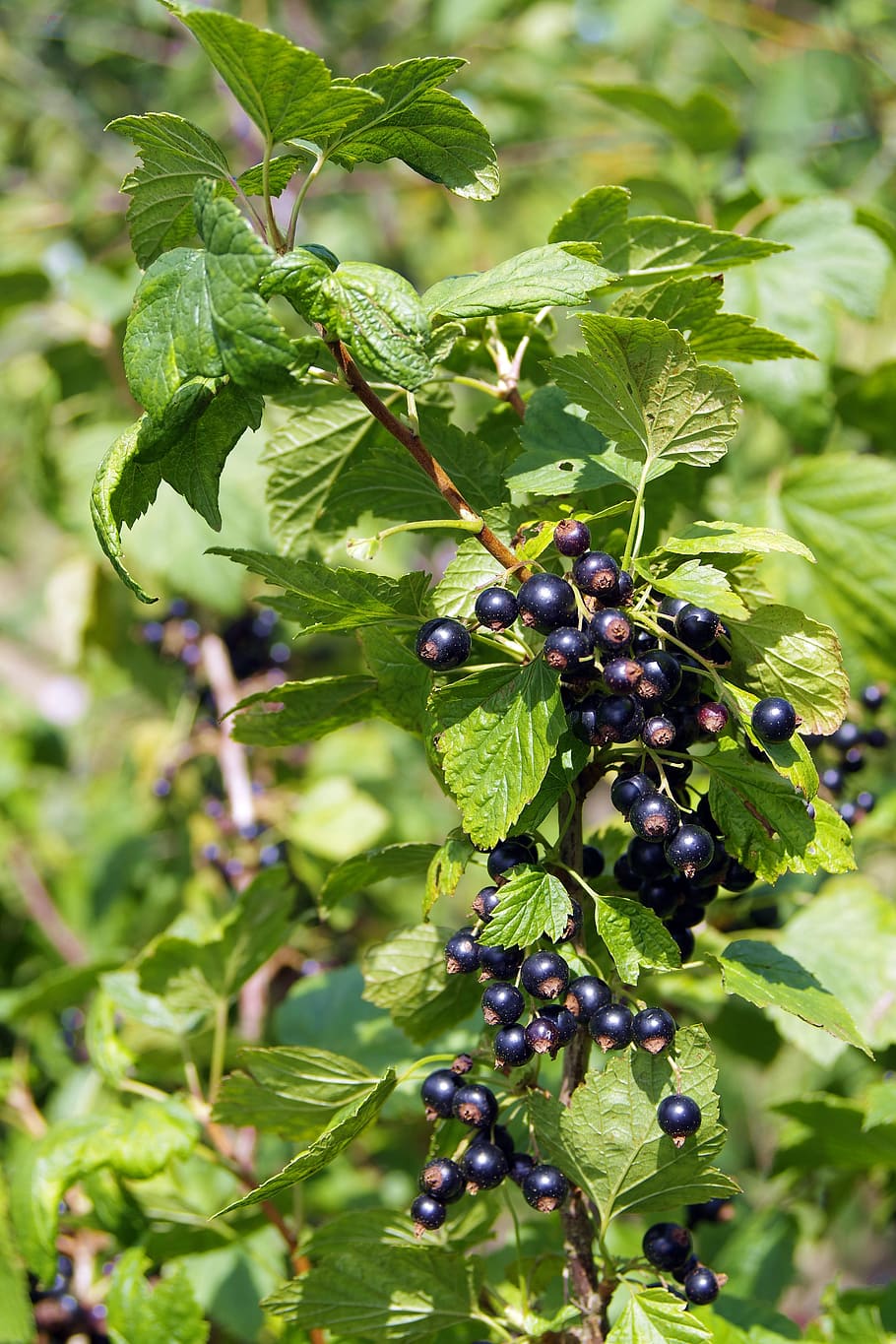 black currant, fruit, vitamins, jam, compote, natural, bush HD wallpaper