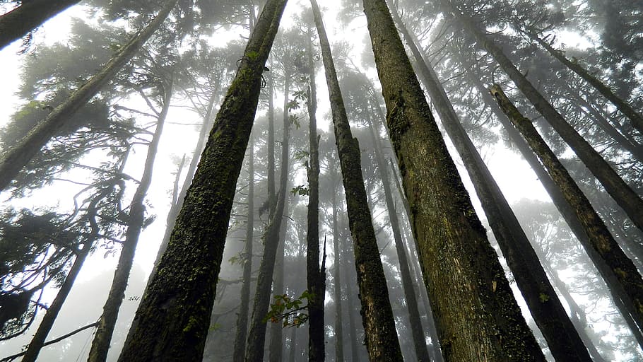 Japan Suicide Forest, branches, countryside, daylight, environment HD wallpaper