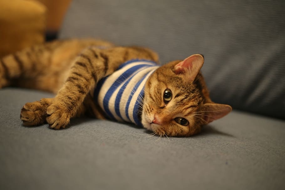 brown tabby cat lying on sofa, animals, cats, pet, home, kitten HD wallpaper