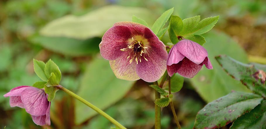 purple petaled flowers, christian roses, anemone blanda, hellebore, HD wallpaper