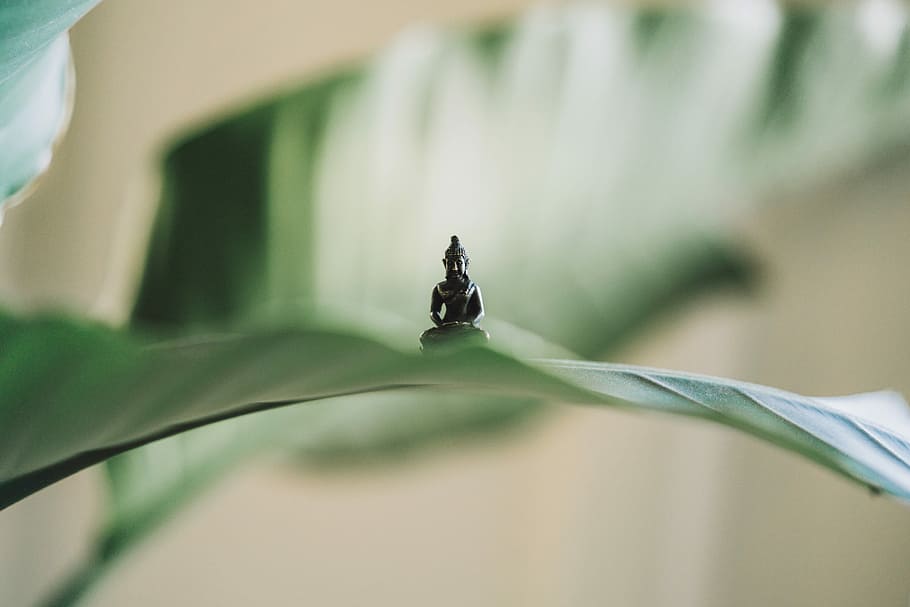 selective focus photography of black Buddha figurine on green leaf, photography of Gautama buddha figurine on top of leaf HD wallpaper