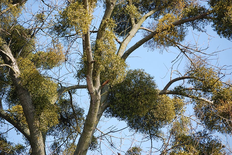mistletoe, tree, ecology, forest, nature, plant, low angle view HD wallpaper