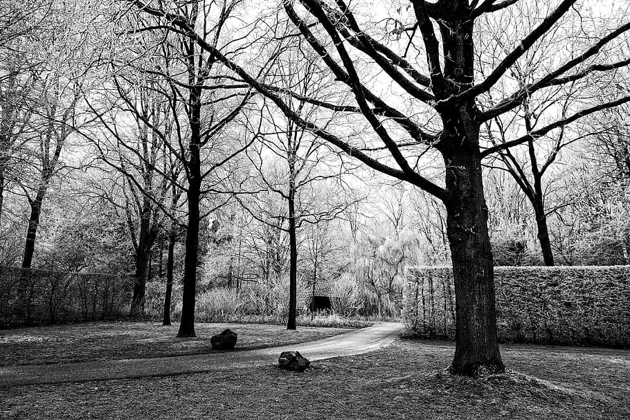 tree, hedge, path, park, frost, winter, winter scene, cold HD wallpaper