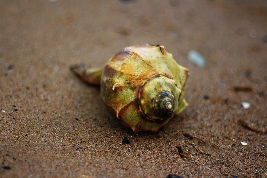 green conch shell, sea shell, beach, sand, background, summer HD wallpaper