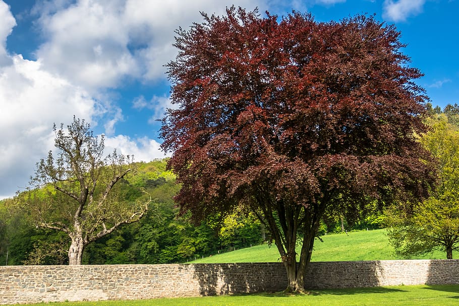 copper beech, crown, handsome, worthy, aesthetic, tree, deciduous tree HD wallpaper