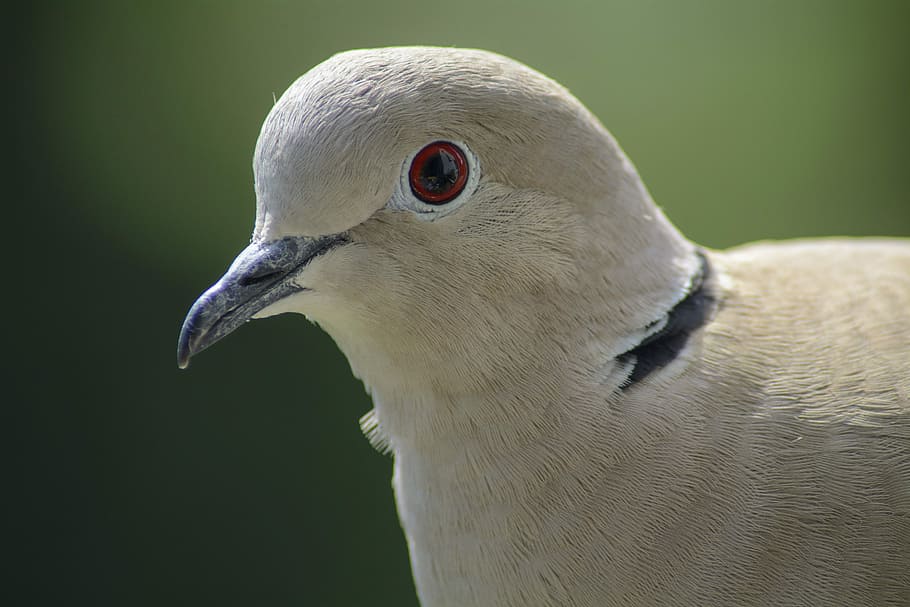 dove, collared, portrait, bird, nature, animal themes, one animal HD wallpaper
