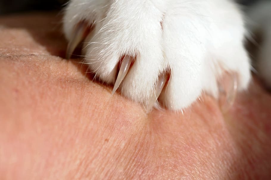 Cat, Claw, Skin, Close, Pet, Paws, animal, sleeping, close-up HD wallpaper
