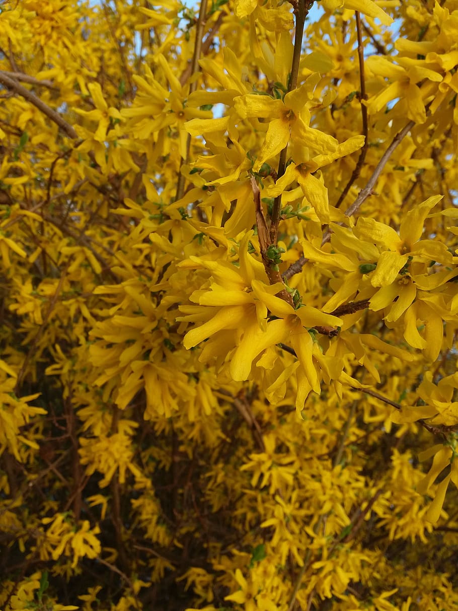 kvity, nature, yellow, spring, landscape, flower, flowering plant HD wallpaper