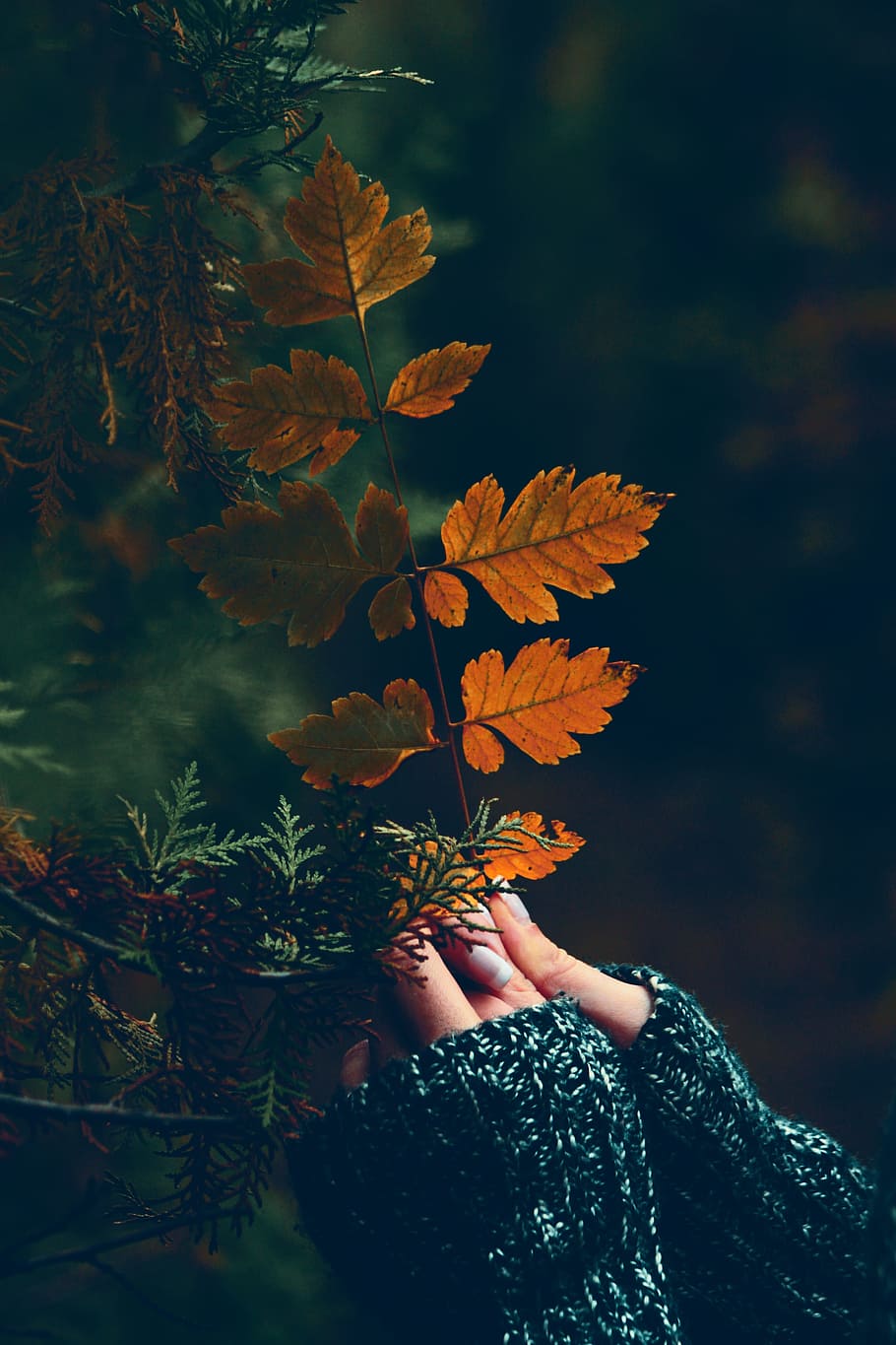 hands, leaves, autumn, fall, holding, outdoors, plant, one person HD wallpaper