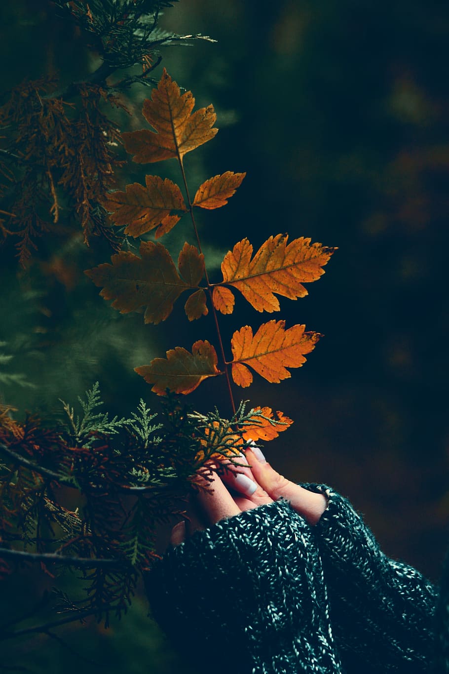 person holding brown leaf, branch, foliage, dark, woodland HD wallpaper