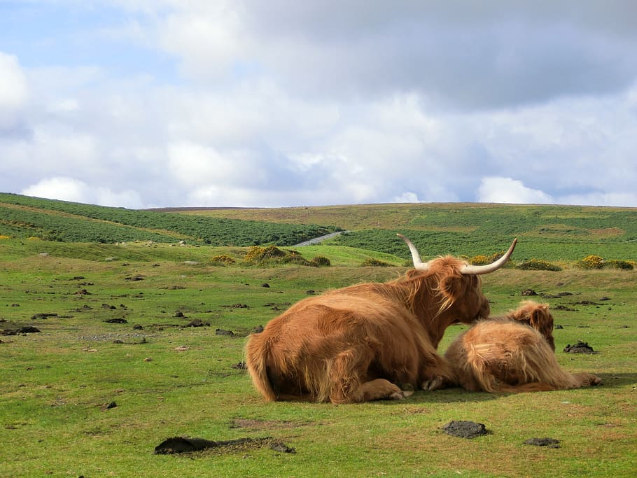 brown cow on green grass during daytime, dartmoor, england, united kingdom