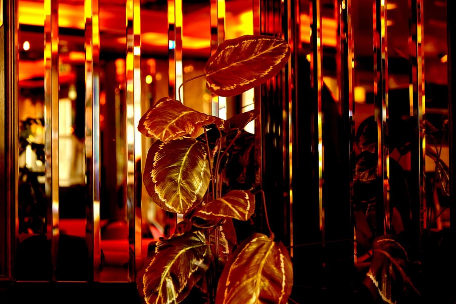 Cafe, Mirror Wall, Flowers, decoration, building, architecture HD wallpaper