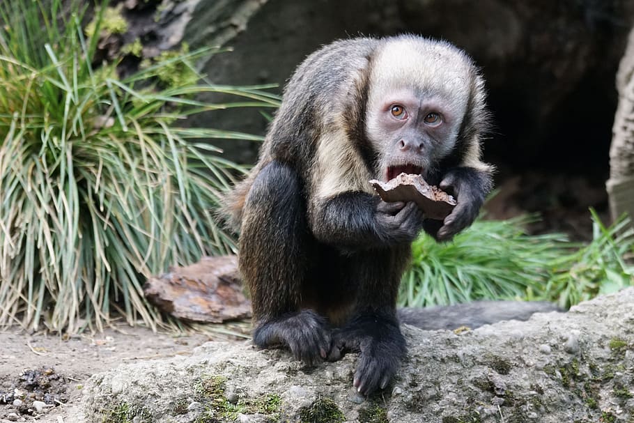 monkey, food, primate, one animal, animal wildlife, mammal HD wallpaper