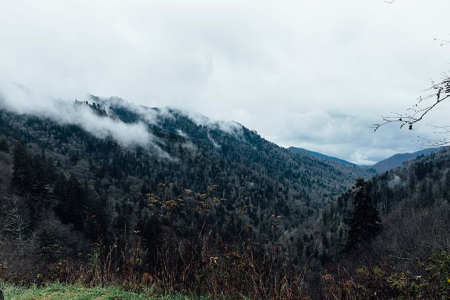 landscape photography of forest, mountains near clouds, areal HD wallpaper