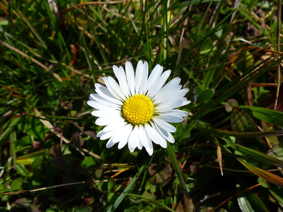 daisy, flower, nature, white, plant, spring, meadow, close HD wallpaper