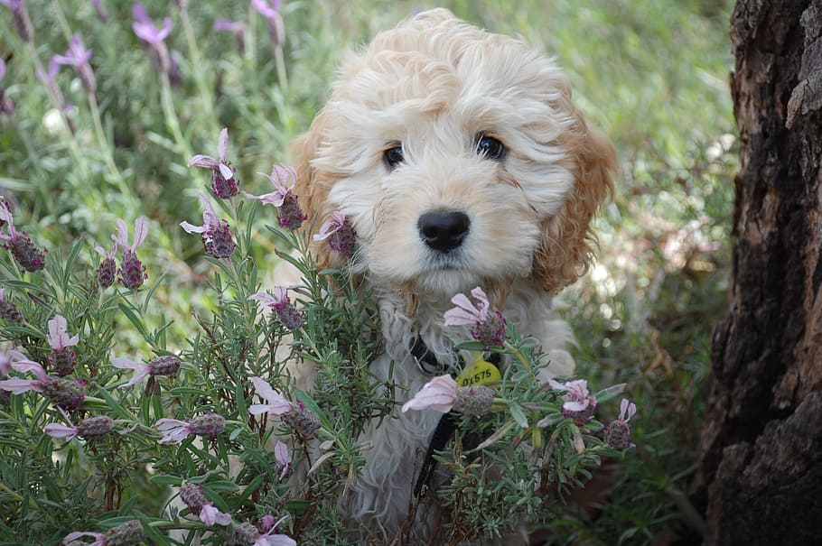 long-coated white and brown puppy standing on flower field during day, HD wallpaper