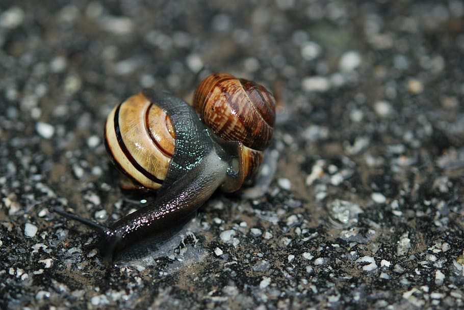 snail, love, mating, copulation, mollusk, invertebrate, animal wildlife HD wallpaper