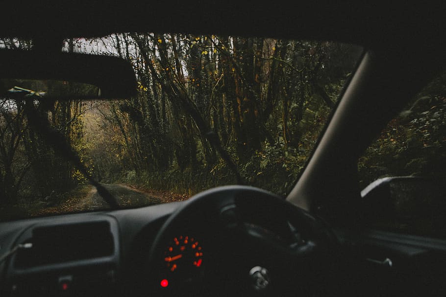 Grey Days, black car in the forest, wood, road, tree, automobile