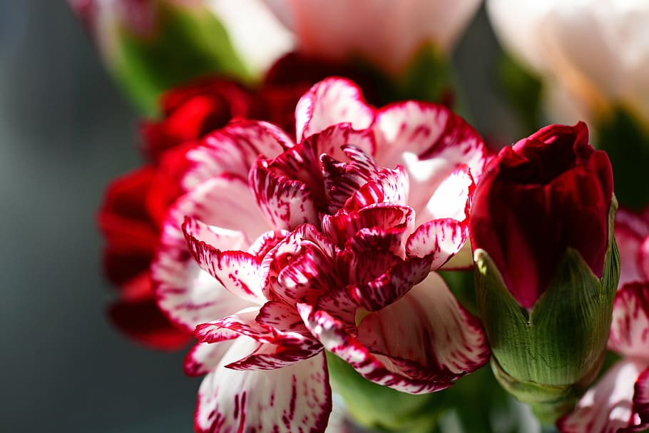 red flower, carnation, cultivar, dianthus caryophyllus, red and white, HD wallpaper