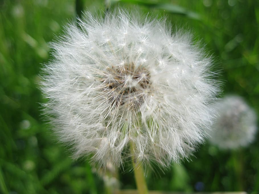 dandelion, nature, flower, colorful, hairy, fragility, vulnerability HD wallpaper