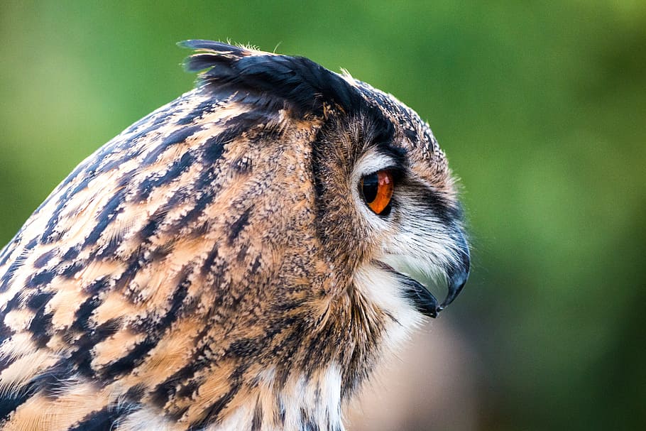selective focus photo of brown and white feather owl, eagle owl HD wallpaper