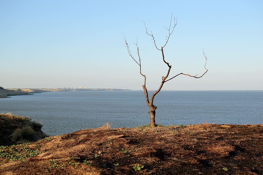 tree, loneliness, sorrow, hunger, abandonment, the lone, tired HD wallpaper