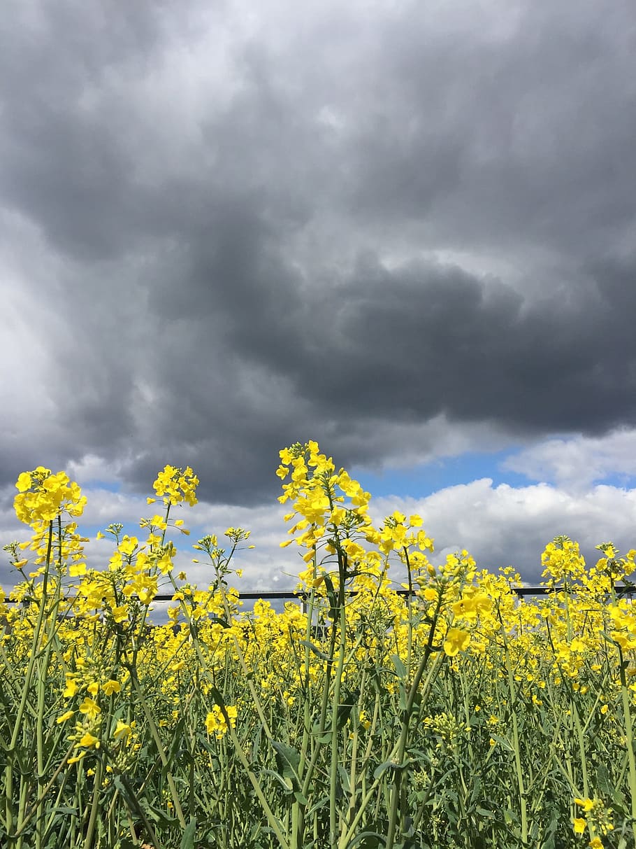 Rape, Field, Yellow, Clouds, rape field, spring, agriculture HD wallpaper