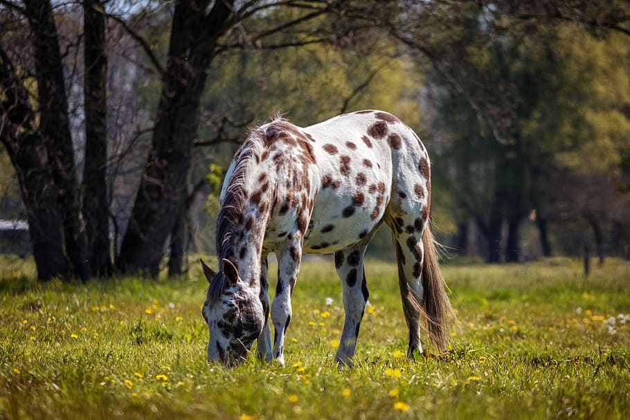 brown horse during daytime, appaloosa, nature, animal, white horse