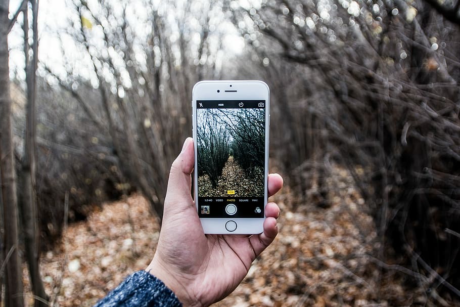 person taking photo using iPhone, person taking picture of dried leaves between woods, HD wallpaper
