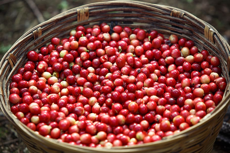 coffee beans inside of basket, container, food and drink, red