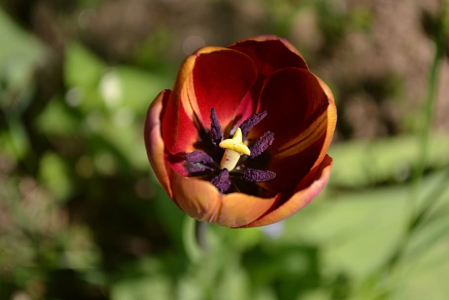 tulip, flower, spring, petals, tulips, nature, plant, flower Head HD wallpaper