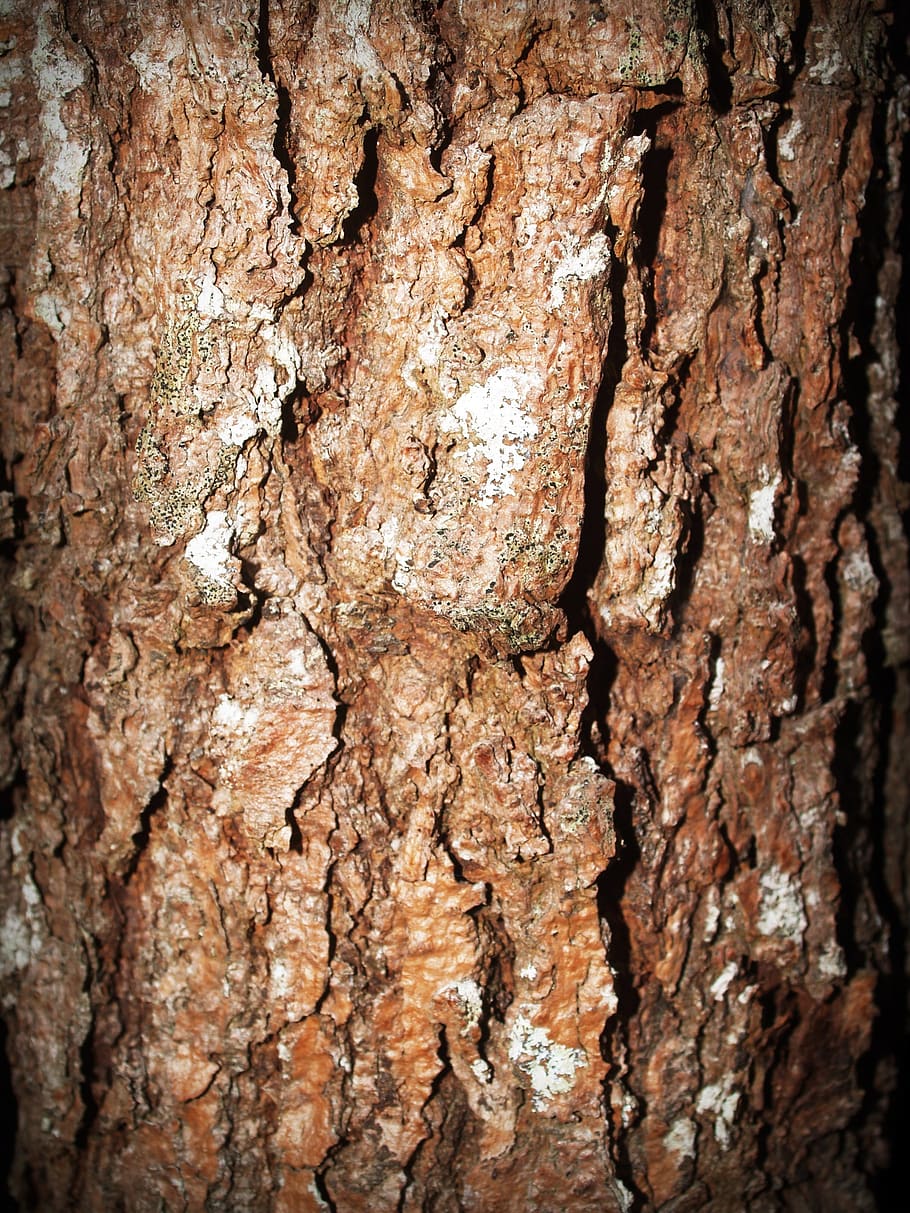 bark, tree, wood, pine, background, abstract, skin, board, surface HD wallpaper