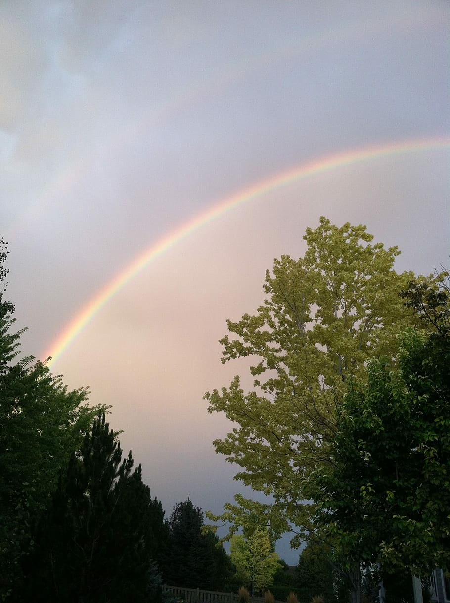 Trees, rainbow, sky, rainbow sky, landscape, summer, light HD wallpaper