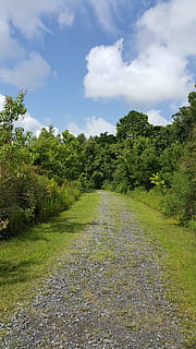 conservation area, trees, nature, landscape, green, forest HD wallpaper