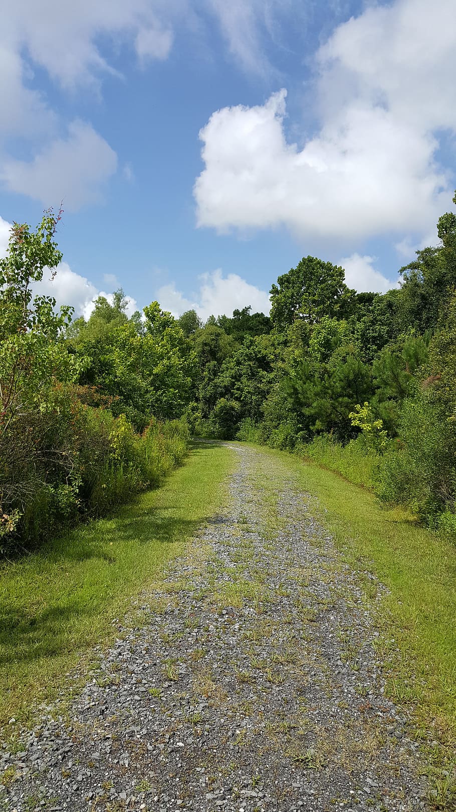 conservation area, trees, nature, landscape, green, forest HD wallpaper