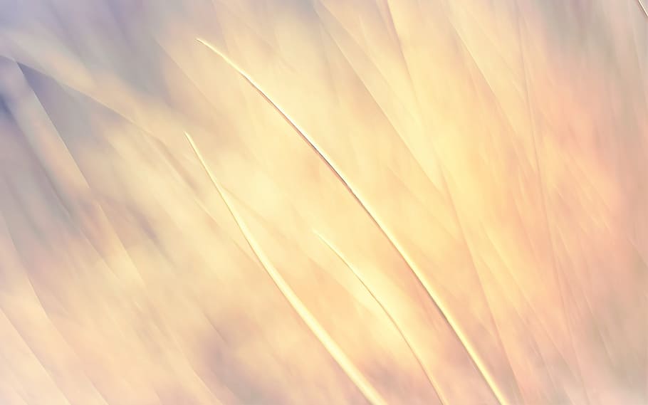 wheat, background, yellow, wall, structure, backgrounds, pattern HD wallpaper