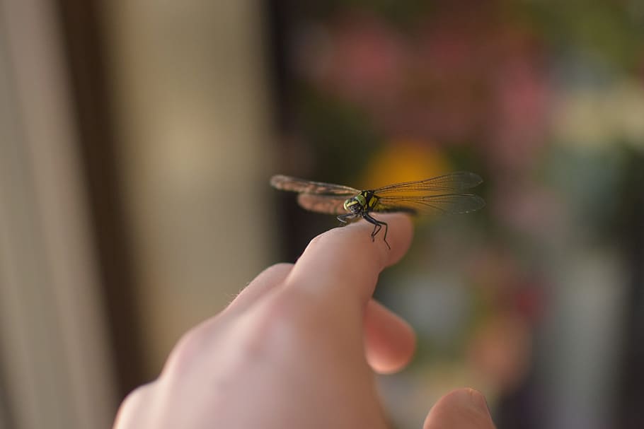 dragonfly, foppery, bug, insect, human hand, animal wildlife HD wallpaper