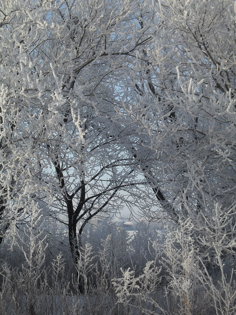 Winter, Rime, Leann, Cold, Trees, cold temperature, snow, nature HD wallpaper